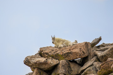 Mountain Goat Nanny and Young