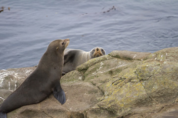 Fur Seal in  Moreaki New Zeland 