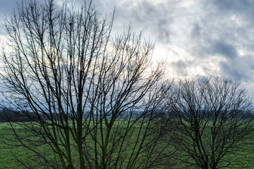 Baumstrukturen im Gegenlicht bei Herbstwetter mit Bäumen am Horizont und grünem Feldhintergrund