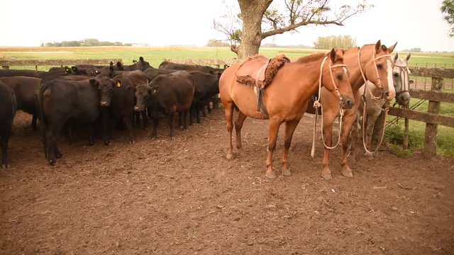 Tres caballos Criollos ensillados, Buenos Aires Argentina
