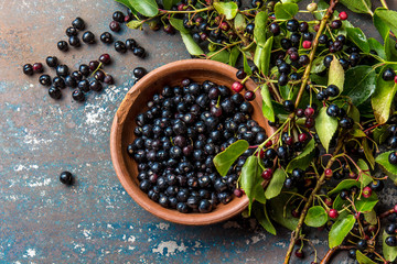 Superfood MAQUI BERRY. Superfoods antioxidant of indian mapuche, Chile. Bowl of fresh maqui berry and maqui berry tree branch on metal background, top view.