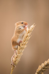 Field mouse on corn