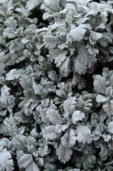 Macro photograph of small green plantations with leaves with the form of burdock and texture of...