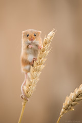 Field mouse climbing plants