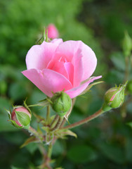 Roses on a bush in a garden.