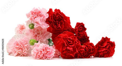 “Red and Pink Carnations on white” Stock photo and royalty-free images