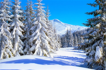 Trees are covered with snow on the background of a blue sky. A sunny day in the winter in the Alpine mountains.