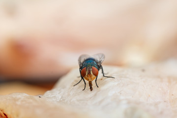 Macro close-up of flies dried fish meat