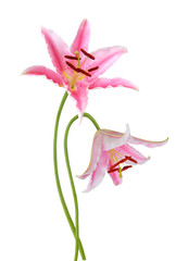 Two pink lily flowers. Isolated on white background