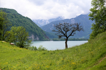 Lone tree by the Alps