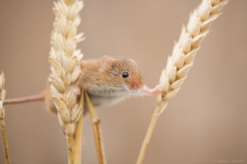 Field mouse climbing plants