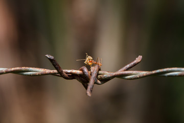 Macro photography of ants climbing on the barbed wire