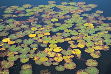 Water lilies floating on water, close up
