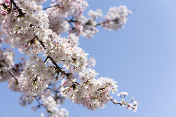 Japanese cherry tree
