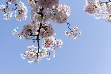 Japanese cherry tree