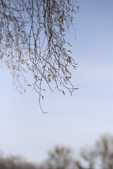 Obraz premium Tree branch