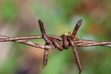Macro photography of ants climbing on the barbed wire