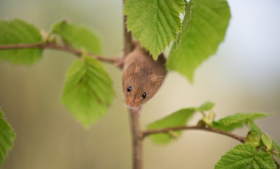 Field mouse climbing plants