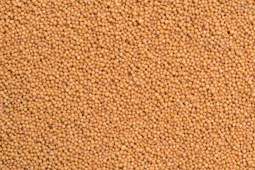 Mustard seed background and texture