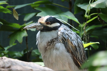 Small Florida Heron