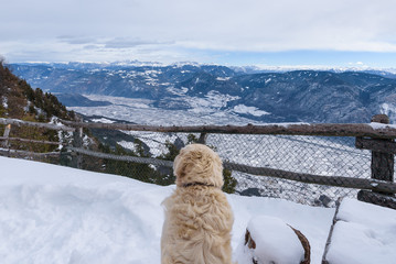 A golden retriever is looking Snowy Adige valley seen from above. View of landscape of the alpine city between mountains, South Tyrol, Trentino. Aerial view of a valley Valley full of snow