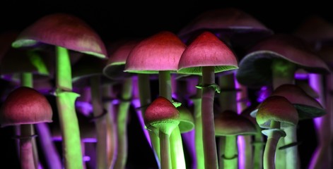 Magic mushrooms 