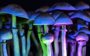 Magic mushrooms 