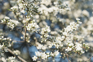 Cherry blossoms in full bloom