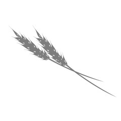 Fototapeta premium Silhouette of ear of rye or wheat on white background
