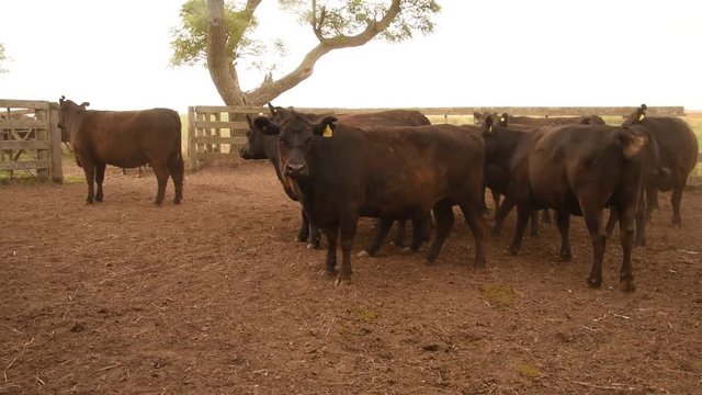Trabajos con ganado Bovino Angus en Buenos Aires, Argentina pampa humeda