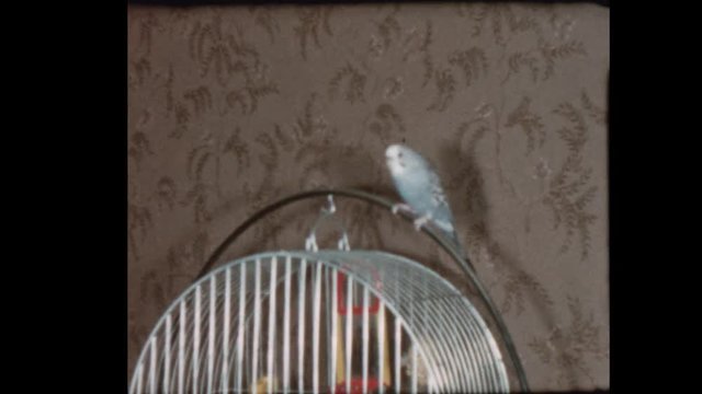 1957 Pet parakeet flies onto woman's head and dinner table and hangs on her shoulder