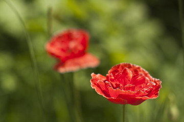 Naklejka premium close-up of a red poppy blossoms on a single-colored green background