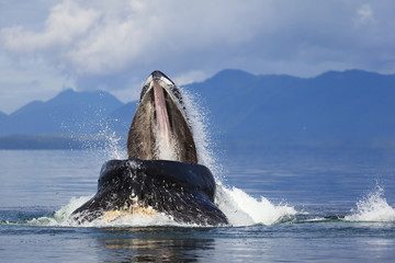 Humpback whale jumps out of water to feed © Brad