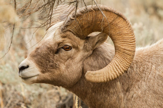 Rocky Mountain Bighron Ram #2
