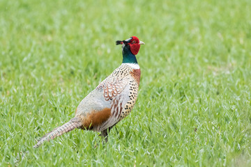  pheasant in the field