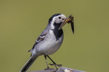 wagtail mother feeding