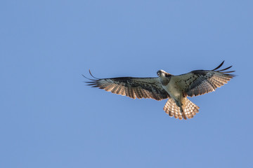 osprey searching food