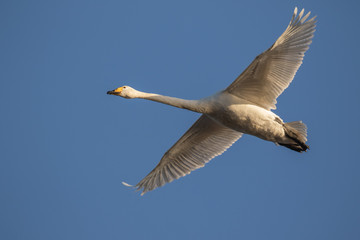 beautiful swan
