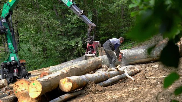 Lumberjack cut trunk for shipping - (4K)