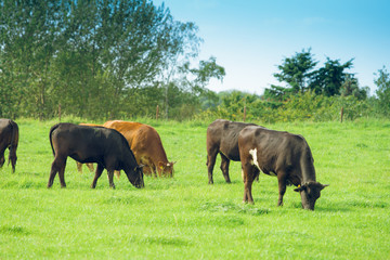 Obraz premium cows on meadow. Cow on a summer pasture