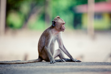 Monkey on the way. Cute monkey