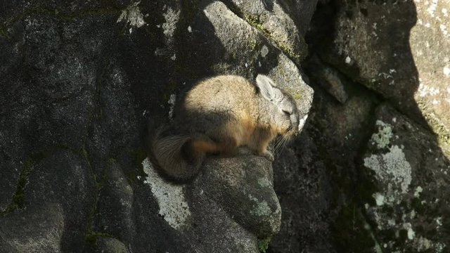 high angle shot of a  rabbit like viscacha at machu picchu on a sunny afternoon