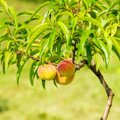 Fresh peach tree. Fresh organic ripe peach tree
