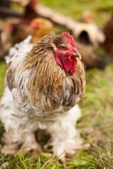 Rooster