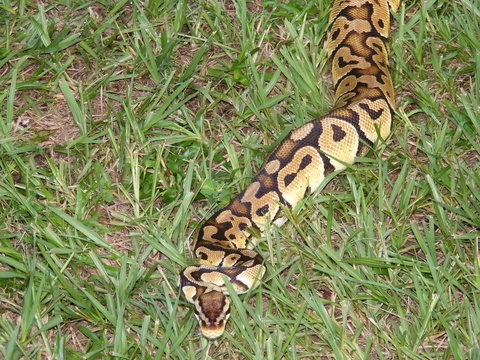 Ball Python Morphs
