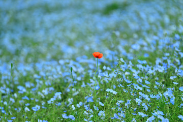 ネモフィラに囲まれたアネモネ一輪
