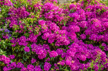 Pink bougainvillea flowers in Celle Ligure, Liguria, Italy