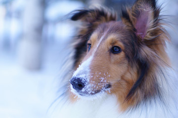 Sheltie close up