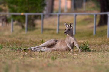 Kangaroo Resting