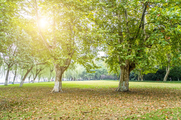 Naklejka premium Woods in the park